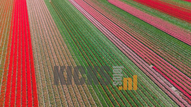 DJI_0646