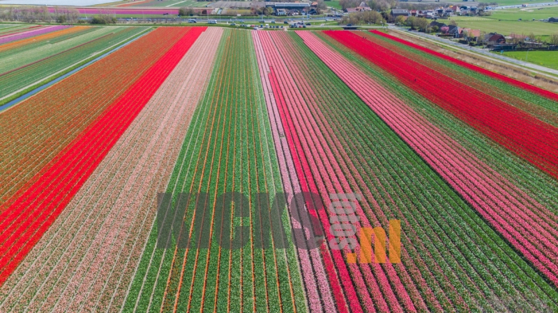 DJI_0648