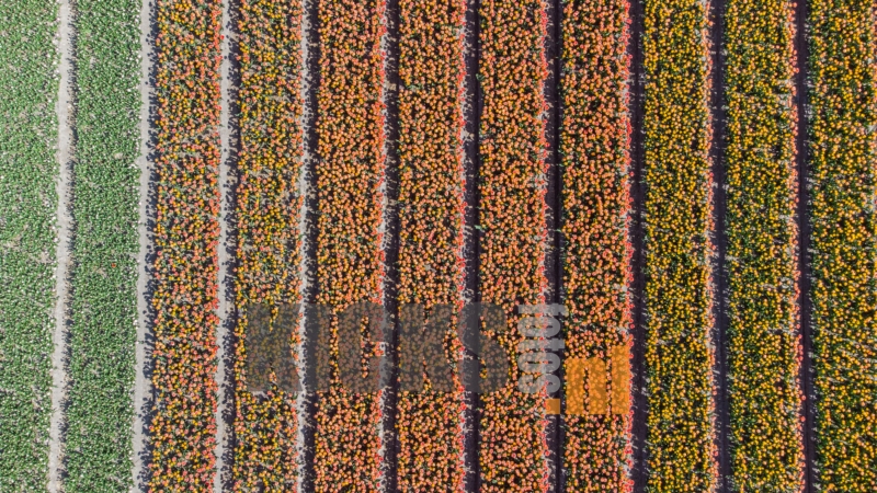 DJI_0701